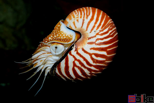 大脐鹦鹉螺