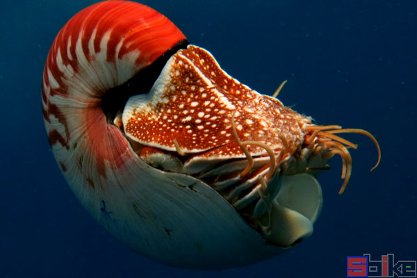 珍珠鹦鹉螺