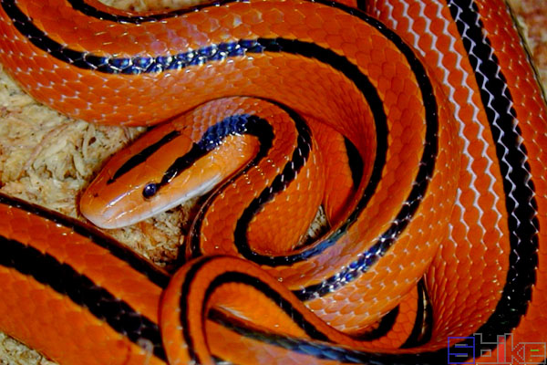 紫灰锦蛇