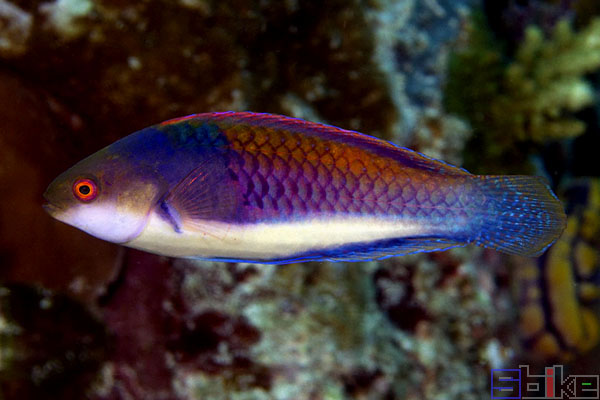 紫头鹦鹉鱼