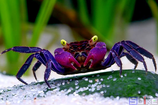 紫恶魔蟹