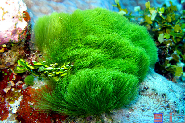 帚状绿毛藻