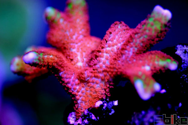 指状蔷薇珊瑚