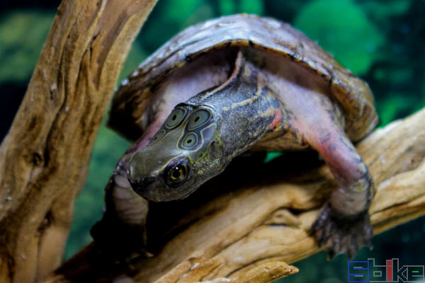 四眼斑水龟