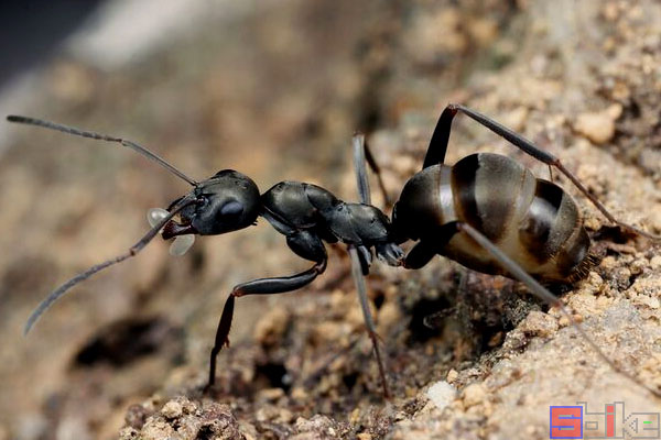日本黑褐蚁