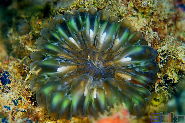 水晶脑珊瑚