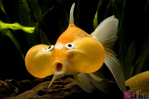 水泡眼金鱼