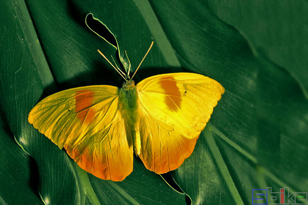 南美大黄蝶