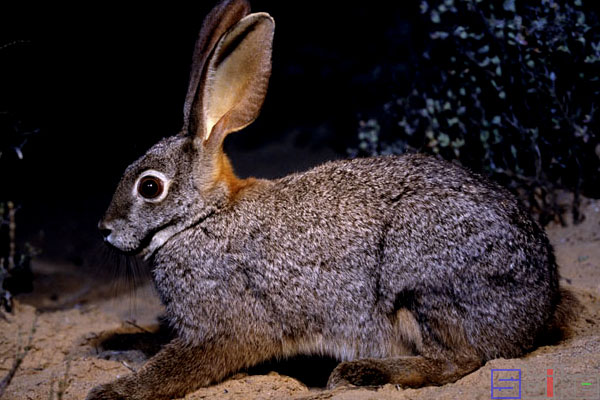 南非山兔