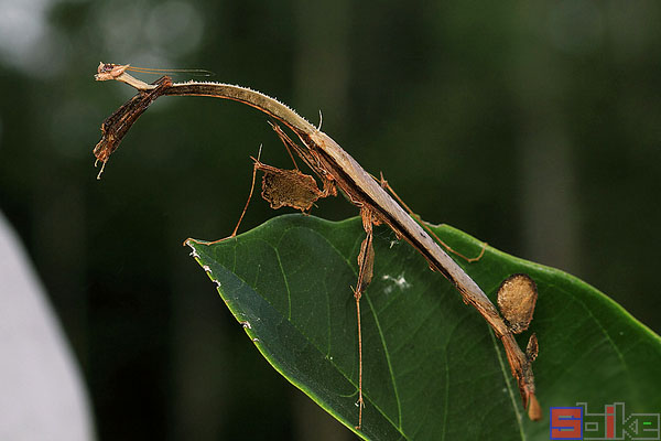 马来树枝螳螂