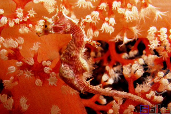 软珊瑚海马