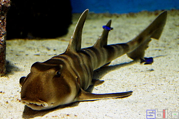 日本牛角鲨