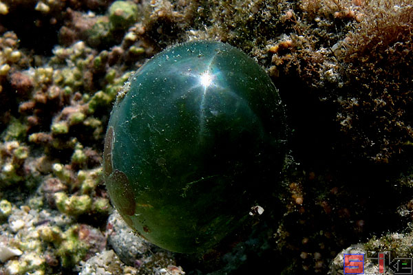 气泡藻