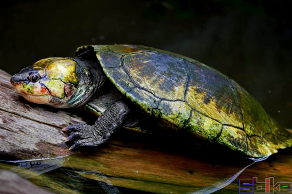 马达加斯加侧颈龟