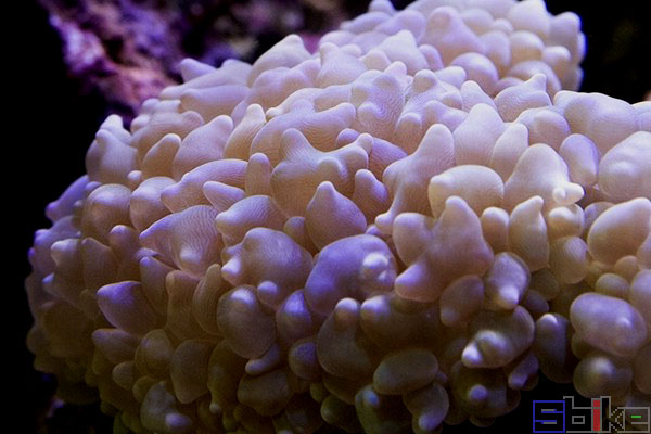 泡纹珊瑚