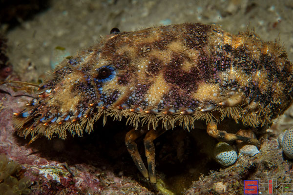南极岩礁扇虾