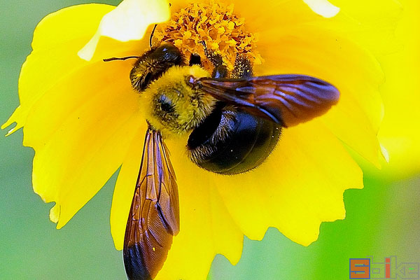 黄胸木蜂