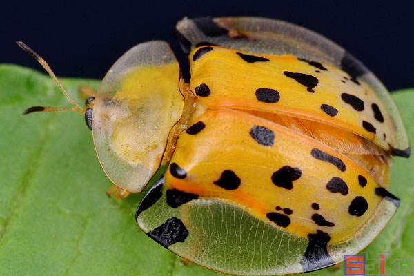 黄金龟甲虫
