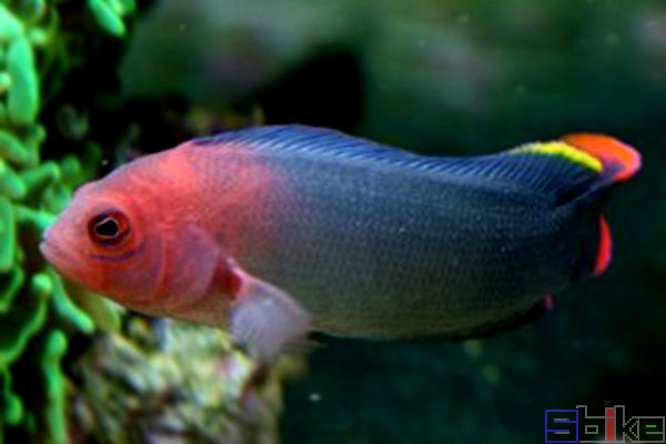 澳洲草莓鱼