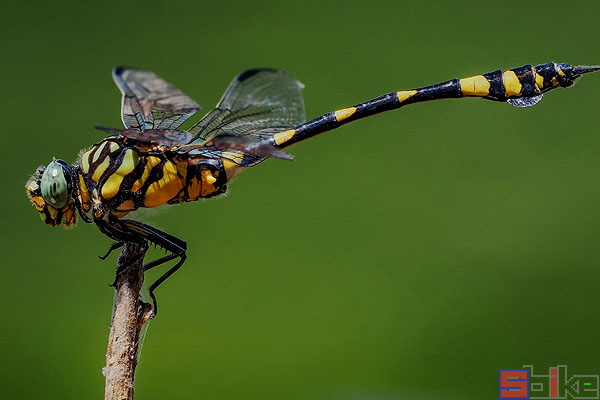 澳洲虎蜻蜓