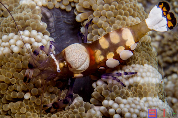 白斑海葵虾