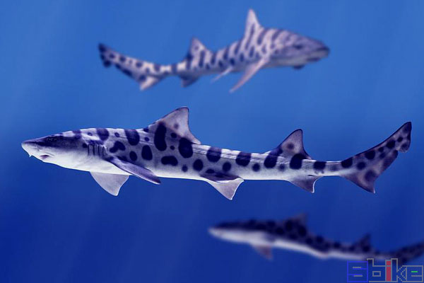豹纹鲨
