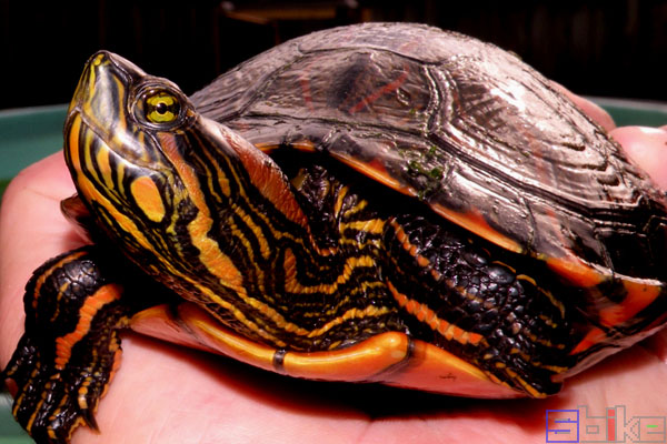 巴西斑彩龟