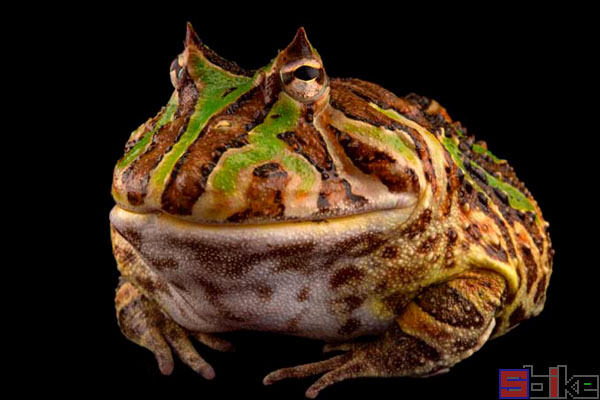 巴西角蛙