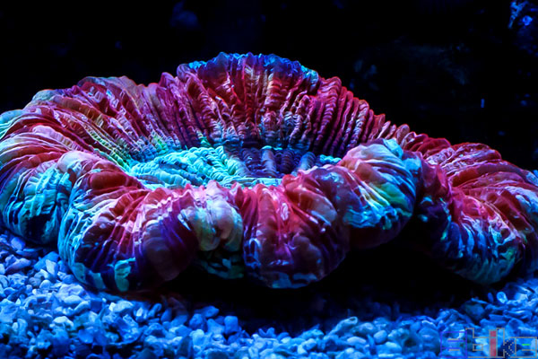 八字脑珊瑚