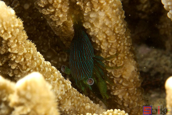 翠条珊瑚虾