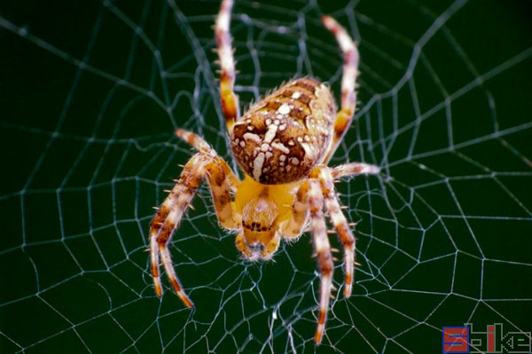达尔文树皮蜘蛛