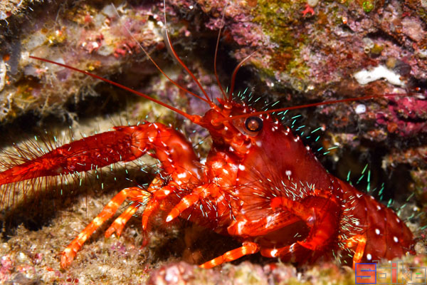 东方礁螯虾