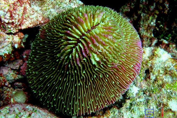 短须飞盘珊瑚