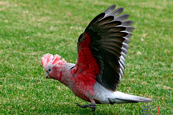 粉红凤头鹦鹉