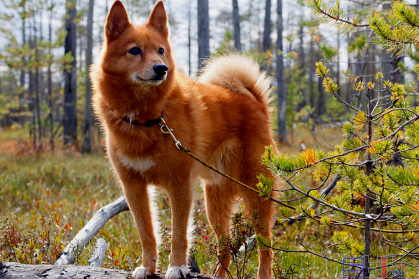 芬兰猎犬