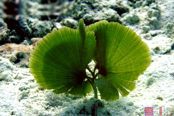 钙扇藻