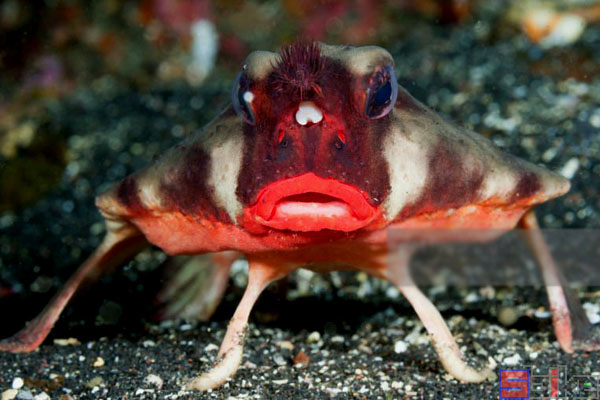 红唇蝙蝠鱼