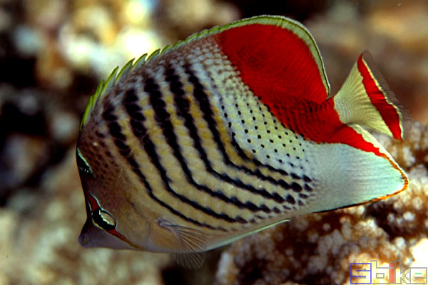 红海红尾蝴蝶鱼