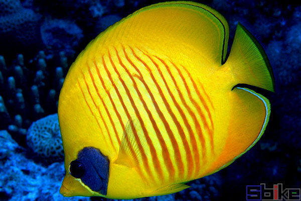 红海黄金蝴蝶鱼