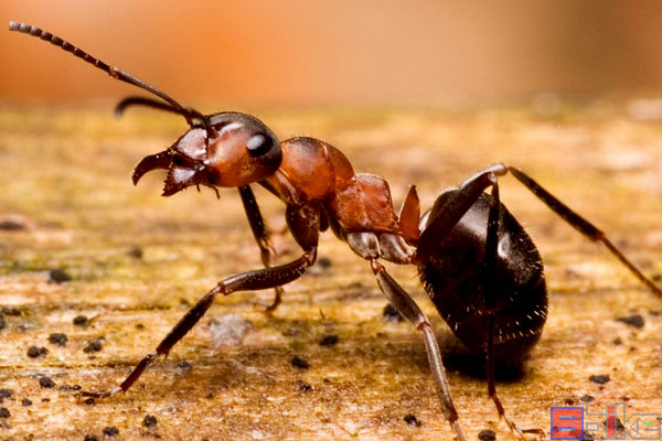 红褐林蚁