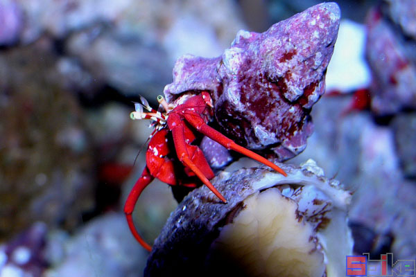 红珊瑚寄居蟹