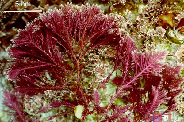 红羽毛藻