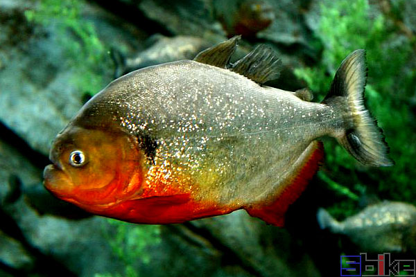 黑纹红腹食人鱼