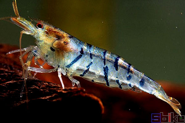 虎纹虾