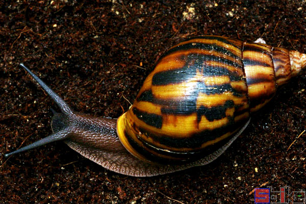 加纳巨虎蜗