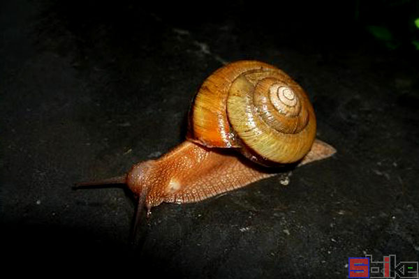 江西巴蜗牛