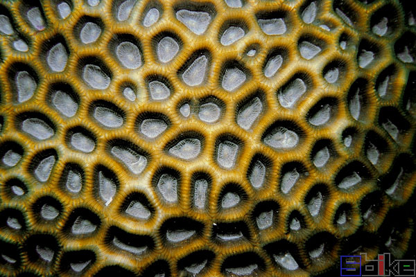 角蜂巢珊瑚