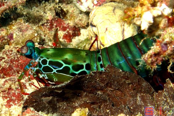 桔纹螳螂虾